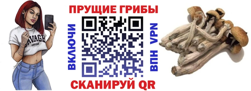 Галлюциногенные грибы Psilocybine cubensis где найти Отрадный
